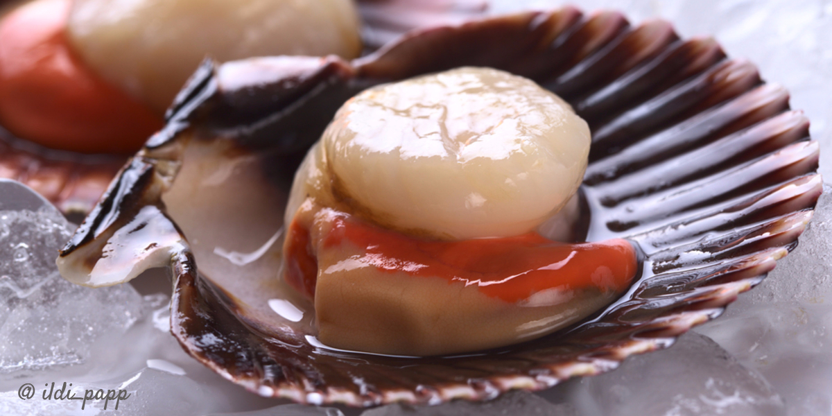 easy-pan-seared-sea-scallops-shell
